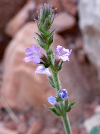 Fan-Leaf Vervain; Blue-pink flowers; elongated flower cluster of verbena plicata, Parsons Trail, Sycamore Canyon, Arizona