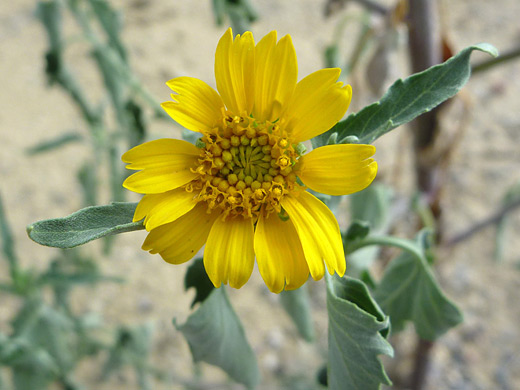 Golden Crownbeard; Flower and leaves of golden crownbeard (verbesina encelioides) in Chaco Culture NHP, New Mexico