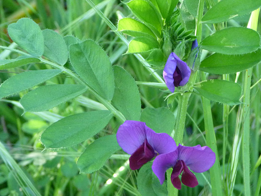 Common Vetch; Flowers and leaves of vicia sativa (common vetch), in Gaviota State Park