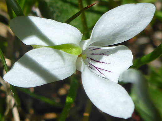 Small White Violet; Viola macloskeyi along the South Lake Trail, Sierra Nevada, California