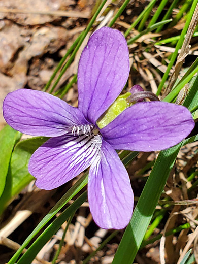 Bog Violet; Bog violet (viola nephrophylla), Jemez Mountains, New Mexico