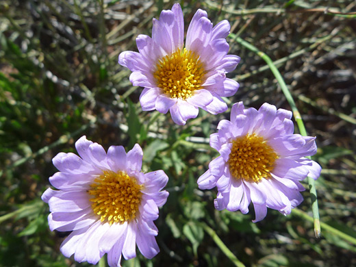 Mojave Aster; Three flowers of xylorhiza tortifolia, near Lees Ferry, Arizona