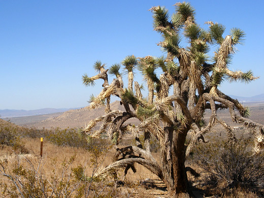 Yucca brevifolia, Joshua tree