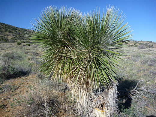 Soaptree yucca