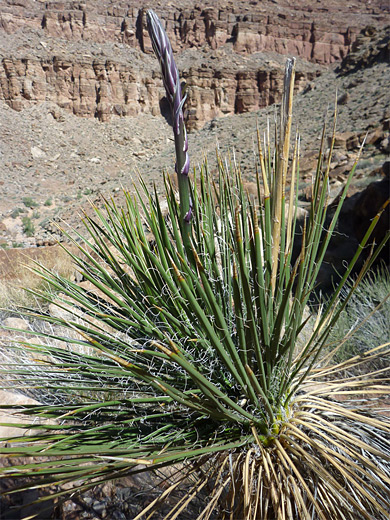 Spanish bayonet, yucca harrimaniae