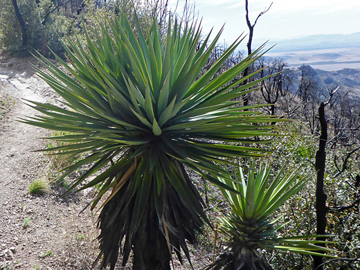 Yucca madrensis, Sierra Madre yucca