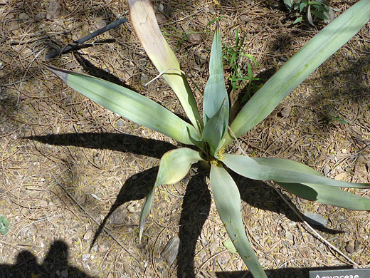 Yucca pallida, pale yucca