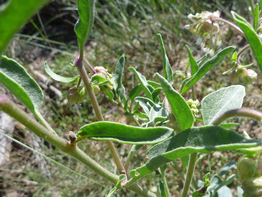 Leaves