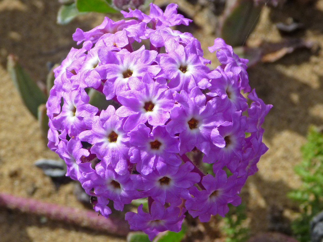 Flower cluster