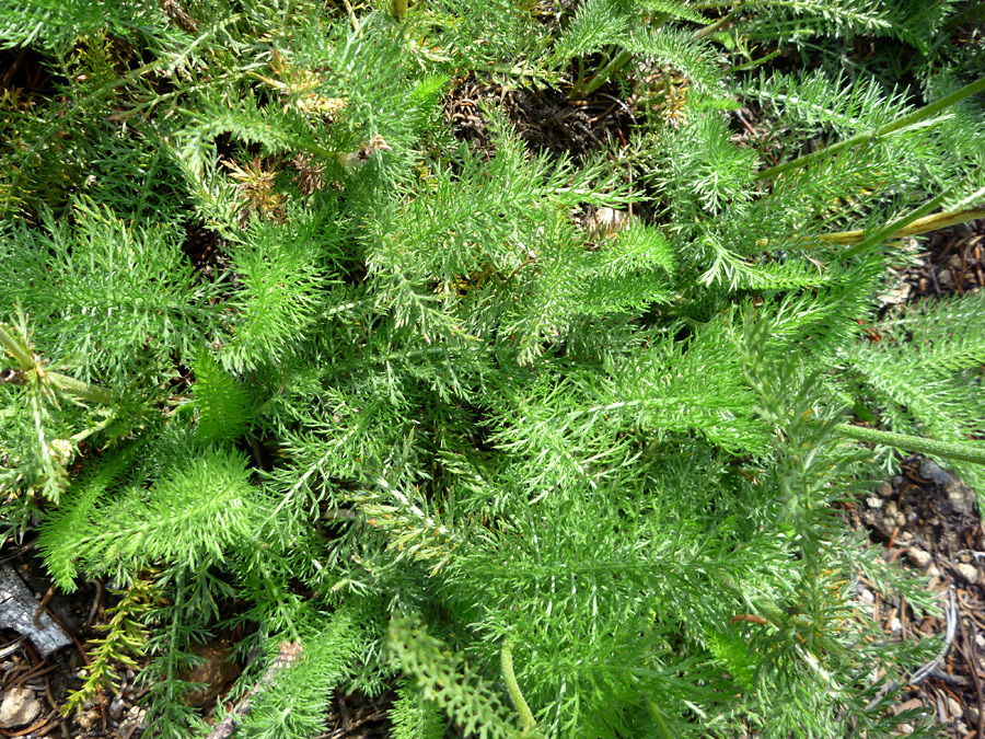 Fern-like leaves