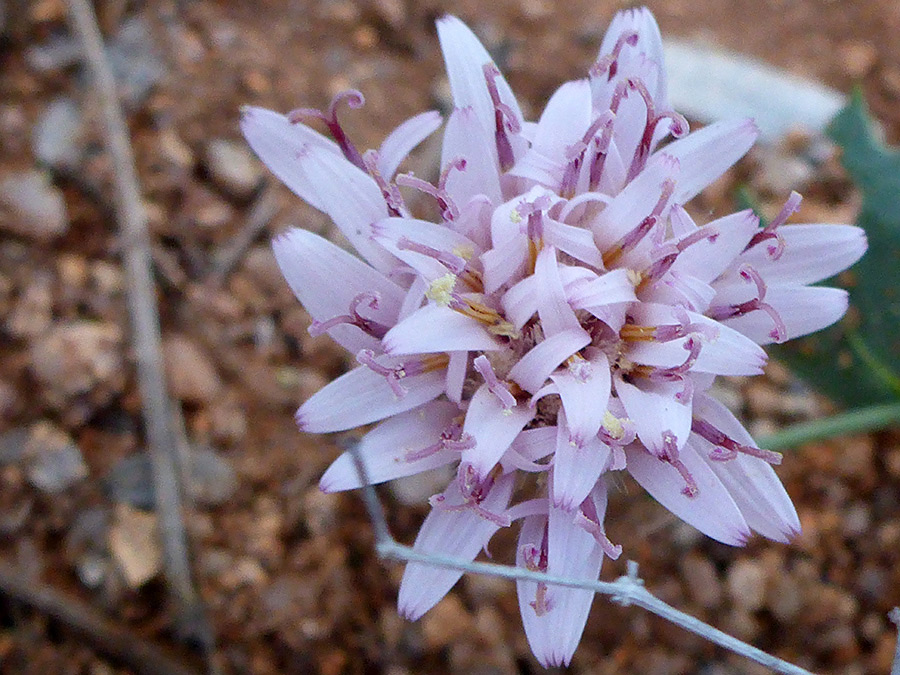 Pale purple flowerhead