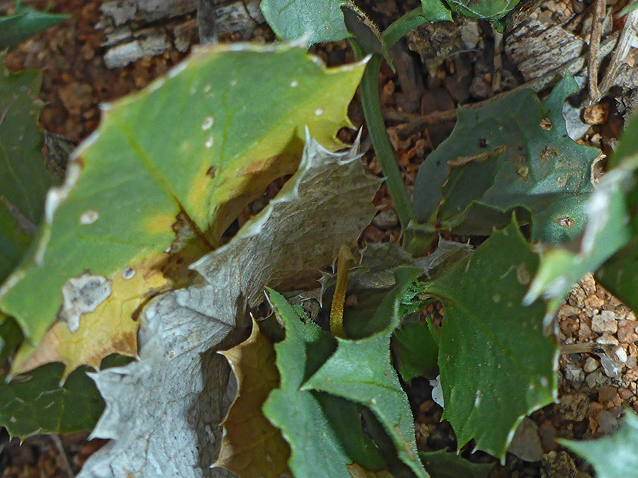 Prickly leaves