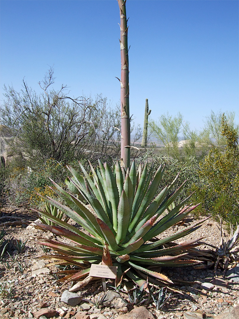 Agave with flower stalk