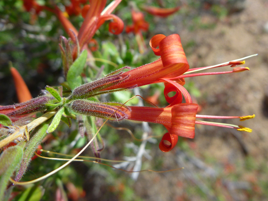 Red tubular flowers