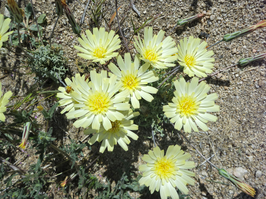 Flower cluster