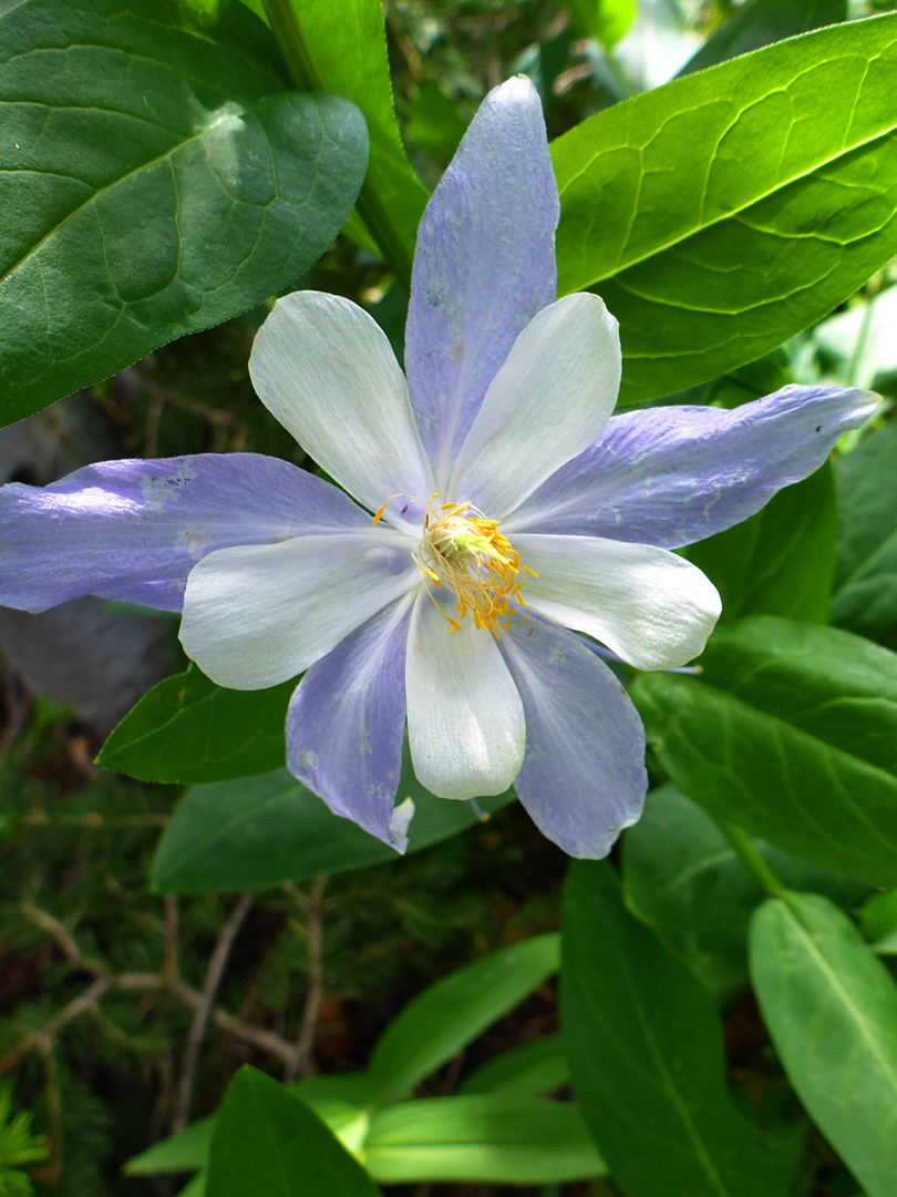 Blue sepals and white petals