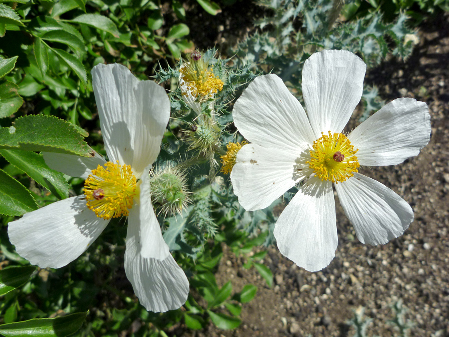 Six-petaled flower