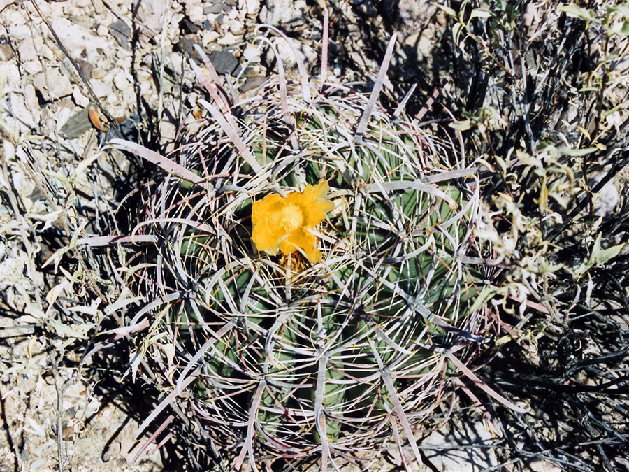 One yellow flower