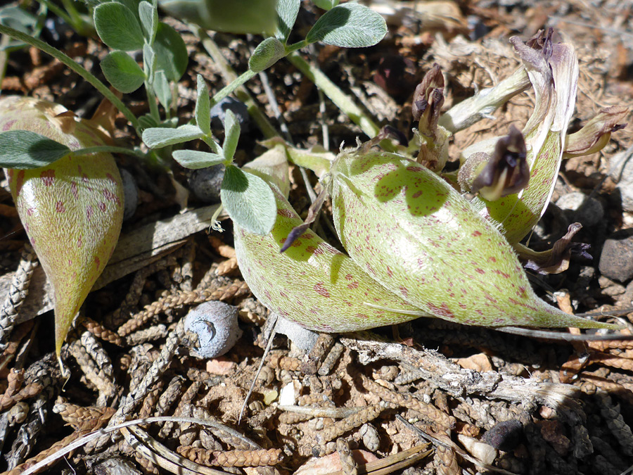 Pods and leaves