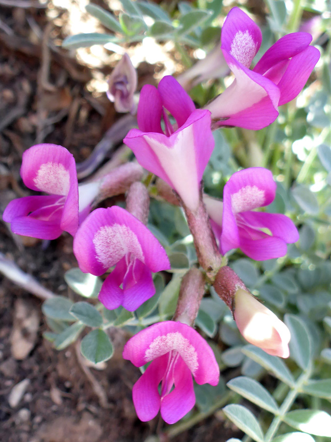 Pink-purple flowers