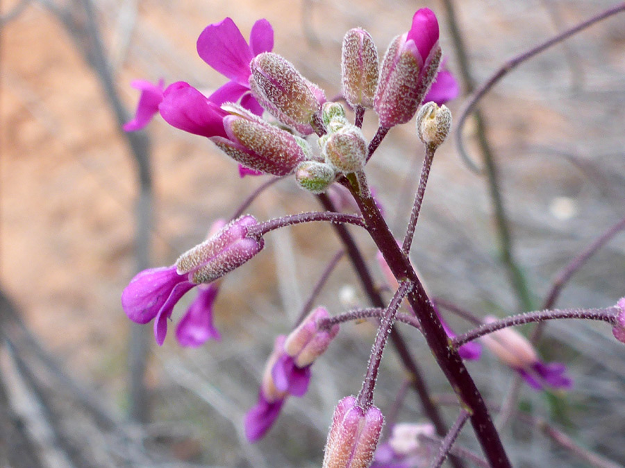 Purple stem and pedicels