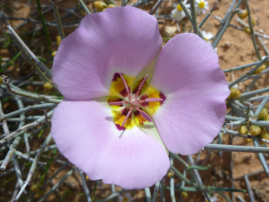 Symmetric flower