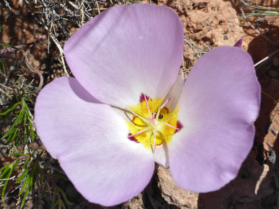 Pale pink petals