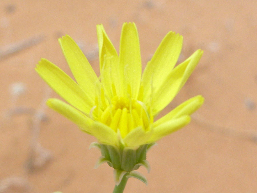 Yellow petals and green bracts