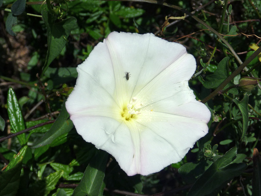 Large flower