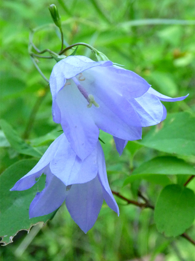 Bell-shaped flowers