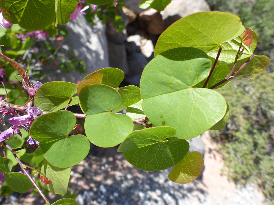 Kidney-shaped leaves