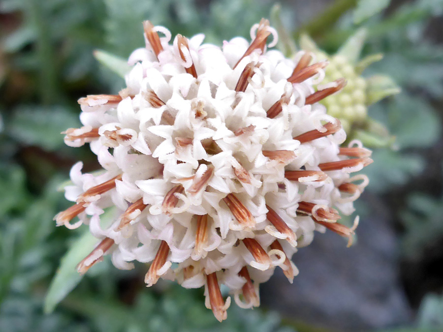 Spherical inflorescence