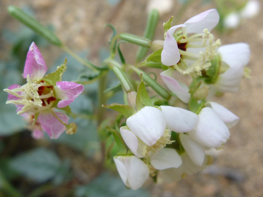 White and pink flowers