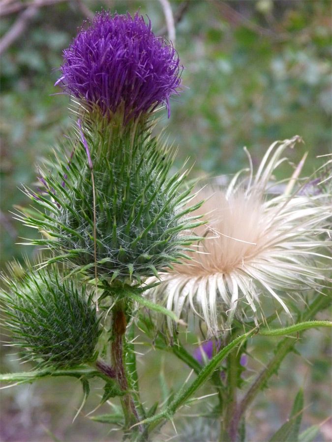 Spiny flowerhead