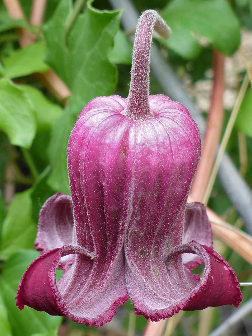 Bell-shaped flower