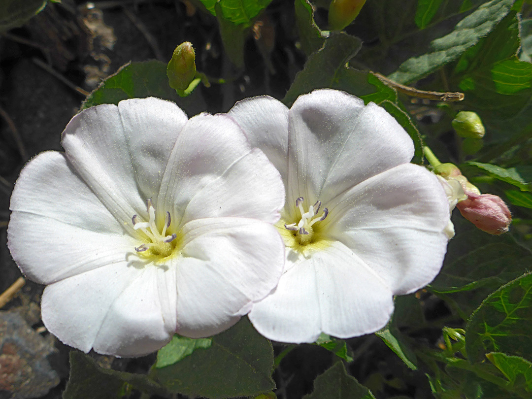 Pair of white flowers