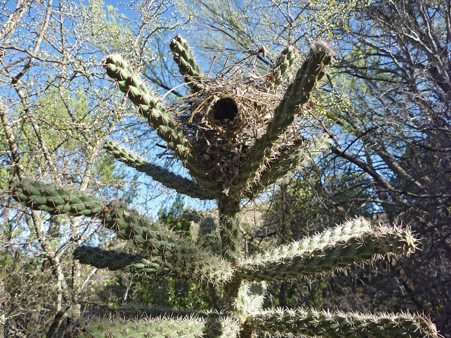 Birds nest in a cane cholla