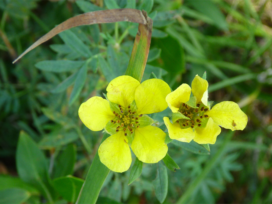 Yellow petals and green bracts