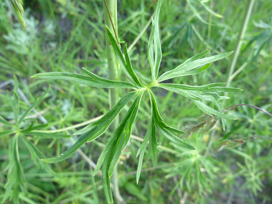 Thin leaf