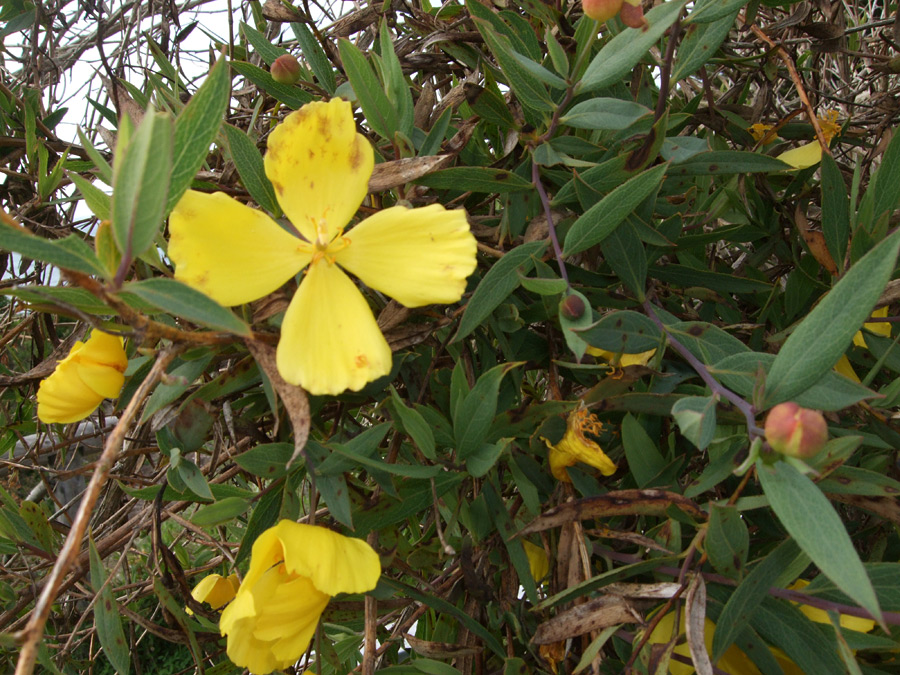 Flowers, leaves and buds