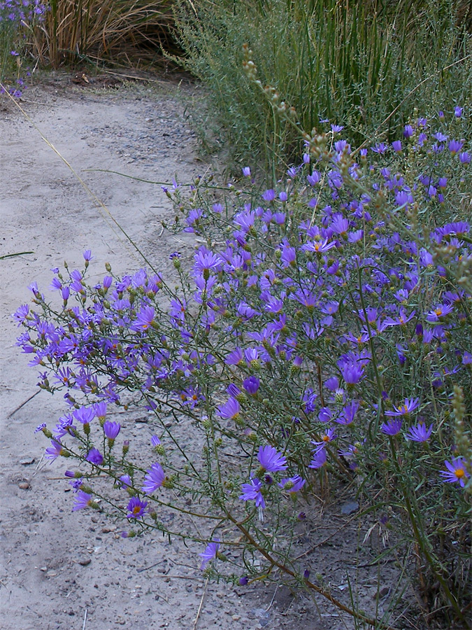 Purple-blue flowers