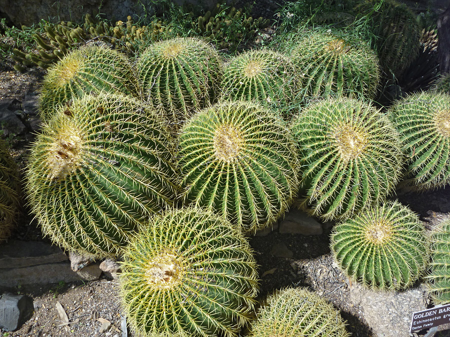 Echinocactus cluster