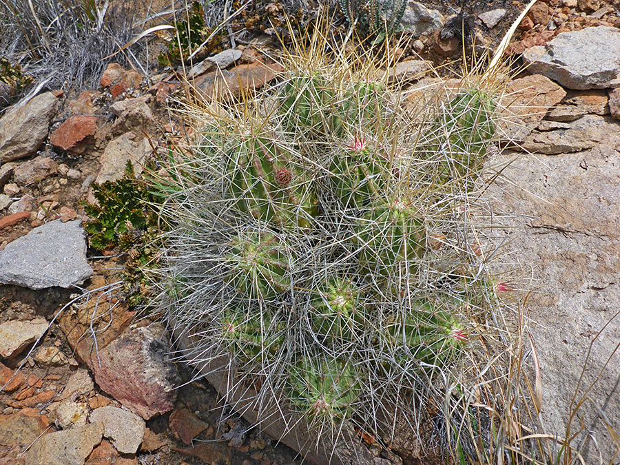 Whitish spines