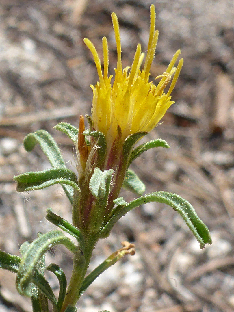 Flowerhead and upper stem leaves