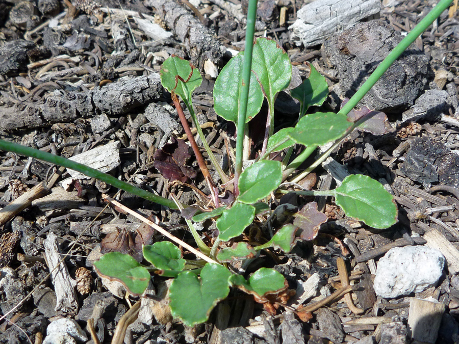 Small basal leaves