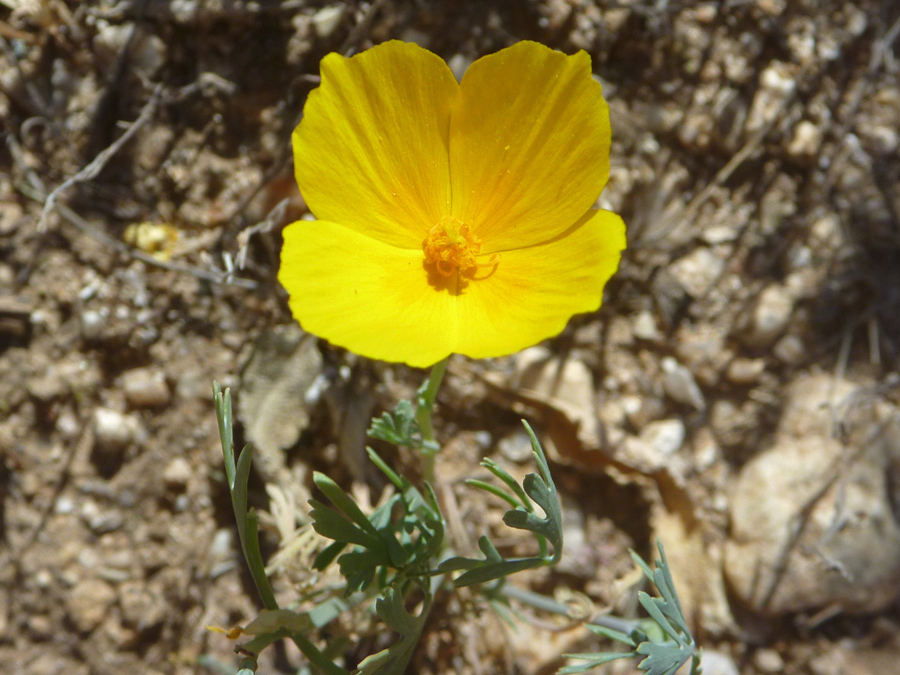 Four-petaled flower