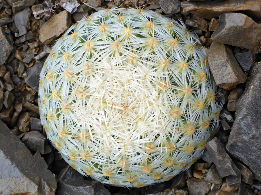 Dense, overlapping spines