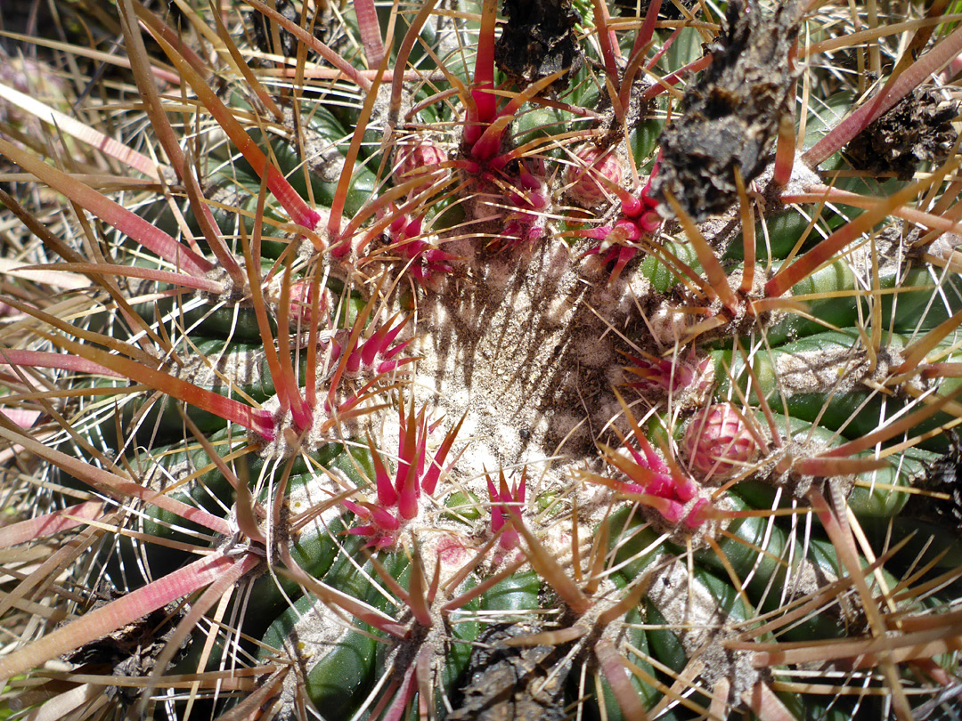 Pink spines