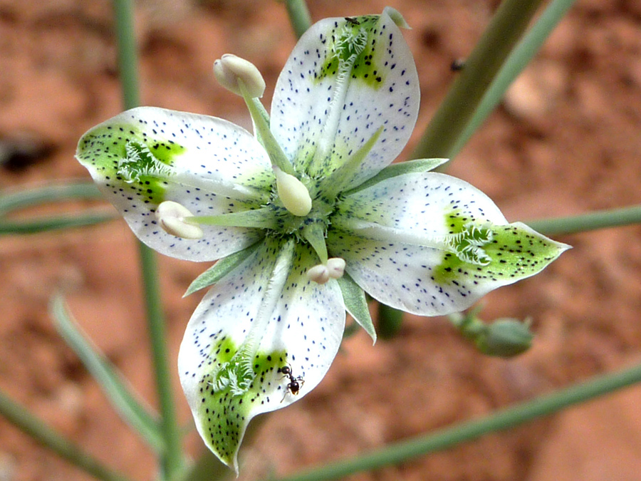 Greenish-white flowerhead