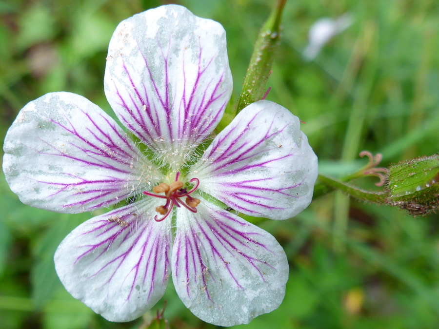 Five-petaled flower